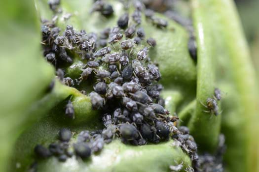 Schwarze Bohnenblattlaus (Aphis fabae) an Zuckerrüben (Beta vulgaris)