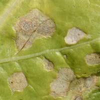 Ramularia-Blattflecken (Ramularia beticola) an Zuckerrüben