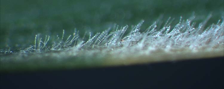 Echter Mehltau der Gräser (Blumeria graminis): Konidien sind in langen Ketten angeordnet