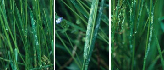 echter Mehltau (Blumeria graminis) an Wiesenrispe (Poa pratensis)