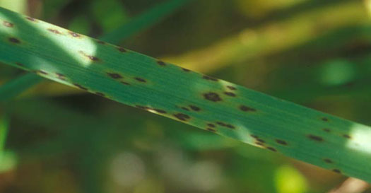 Mastigosporium Blattflecken (Mastigosporium rubricosum) an Knaulgras (Dactylis glomerata)