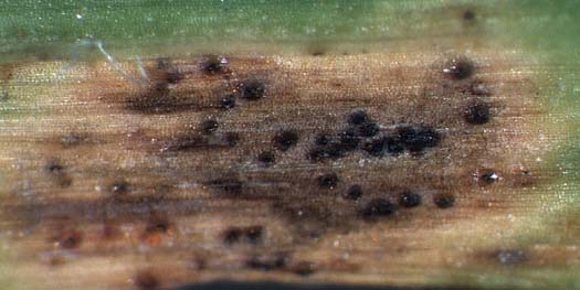Braunrost (Puccinia loliina) an englischem Raigras (Lolium perenne): Teleutolager