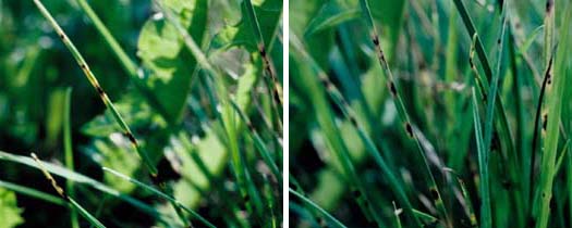 Blattflecken (Ramularia pusilla) an Englischem Raigras (Lolium perenne)