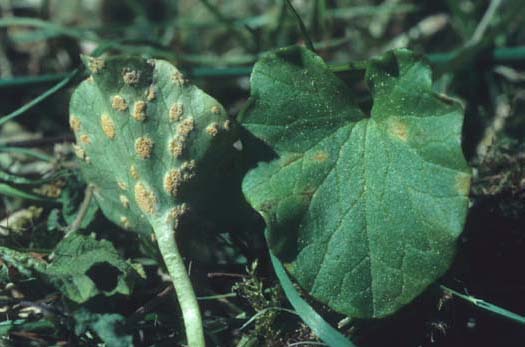 Uromyces dactylidis var. poae:  Aecidien an Scharbockskraut (Ranunculus ficaria)