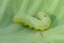 Kohleule (Mamestra brassicae) 