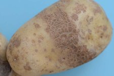 Kartoffelschorf - Netzschorf (Streptomyces spp.).