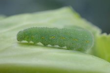 Kleiner Kohlweissling an Weisskohl (Pieris rapae).