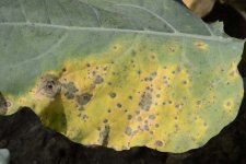 Kohlschwärze an Blumenkohl (Alternaria brassicae).