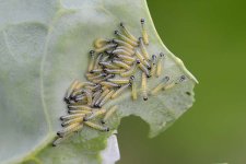 Grosser Kohlweissling (Pieris brassicae)