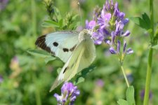 Grosser Kohlweissling (Pieris brassicae)