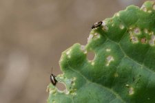 Gelb- oder Gewelltstreifige Kohlerdflöhe (P. nemorum, P. undulata).