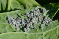 mehlige Kohlblattlaus (Brevicoryne brassicae).