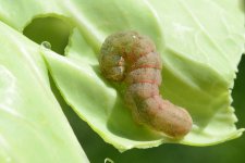 Kohleule (Mamestra brassicae) 