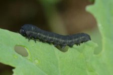 Kohlrübsenblattwespe (Athalia rosae) an Raps.