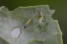 Grosser Kohlweissling (Pieris brassicae)