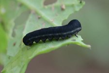 Kohlrübsenblattwespe (Athalia rosae) an Raps.