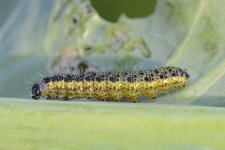 Grosser Kohlweissling (Pieris brassicae)