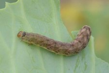 Kohleule (Mamestra brassicae) 