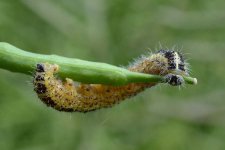 Grosser Kohlweissling (Pieris brassicae)