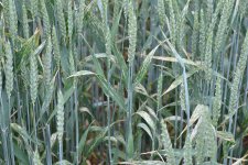 Getreidehähnchen: Blattfrass der Larven an Weizen