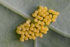 Grosser Kohlweissling (Pieris brassicae)