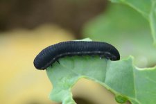 Kohlrübsenblattwespe (Athalia rosae) an Raps.